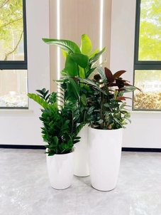 专业花卉出租在宁波江北，为您打造绿色天地